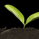 Image for article titled Scientists Discover Gene That Could Help Plants Survive Drought